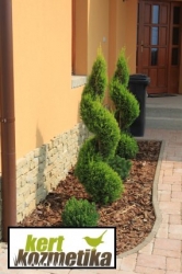 Sárga spirál hamisciprus - Cupressocyparis leylandii Aurea Spiral (48)